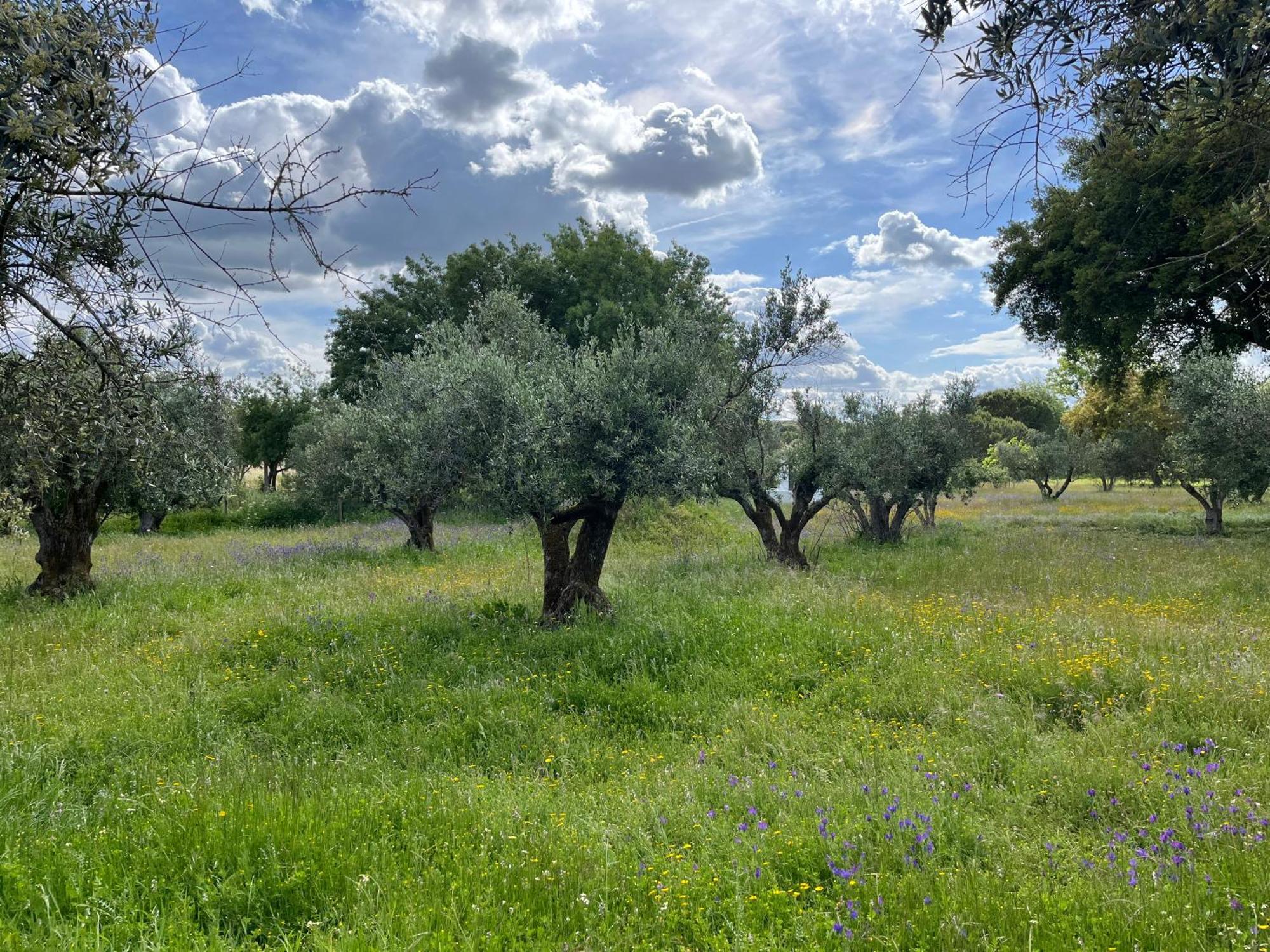 הוילה אבורה Quinta Do Faisco מראה חיצוני תמונה