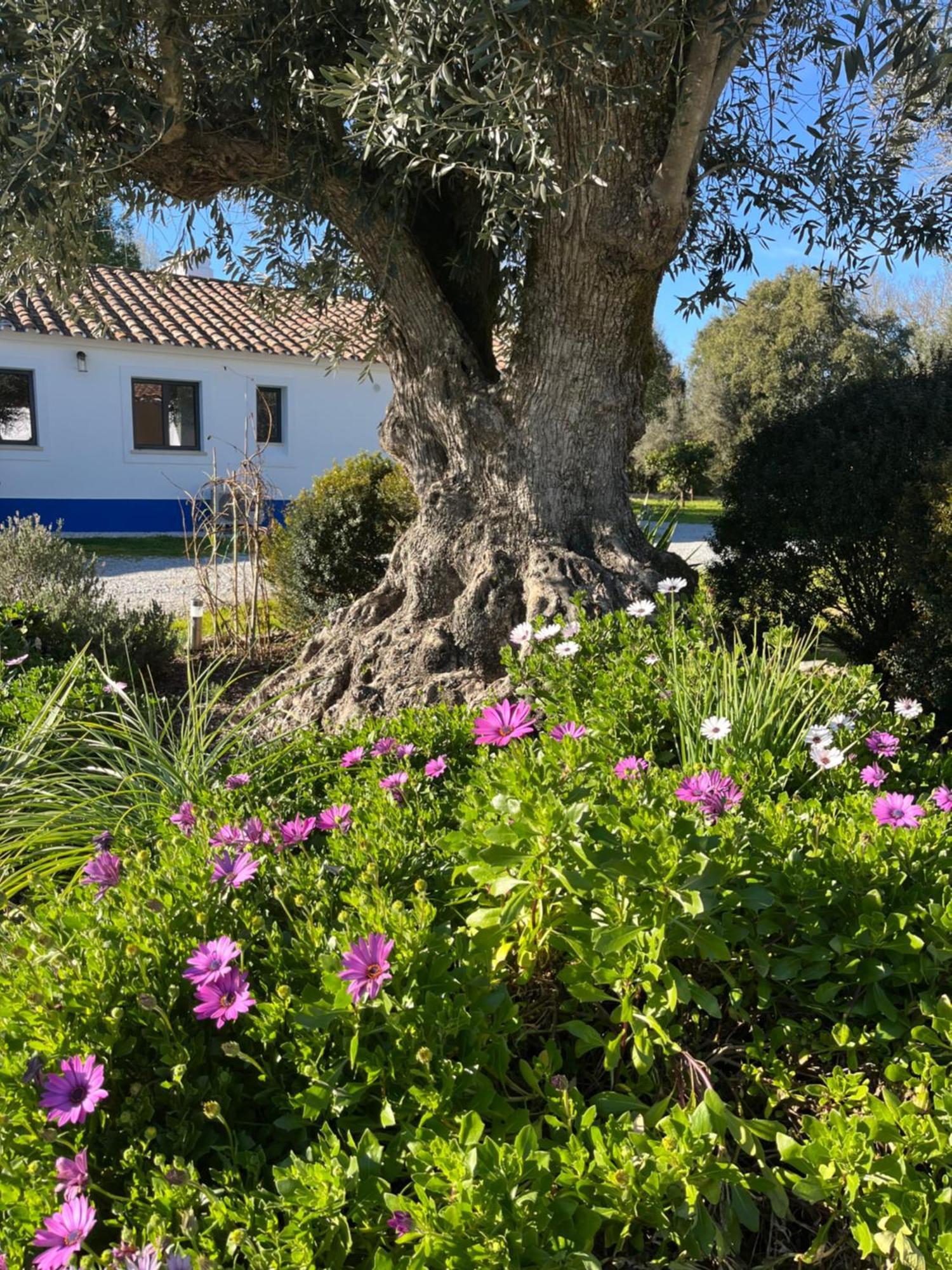 הוילה אבורה Quinta Do Faisco מראה חיצוני תמונה